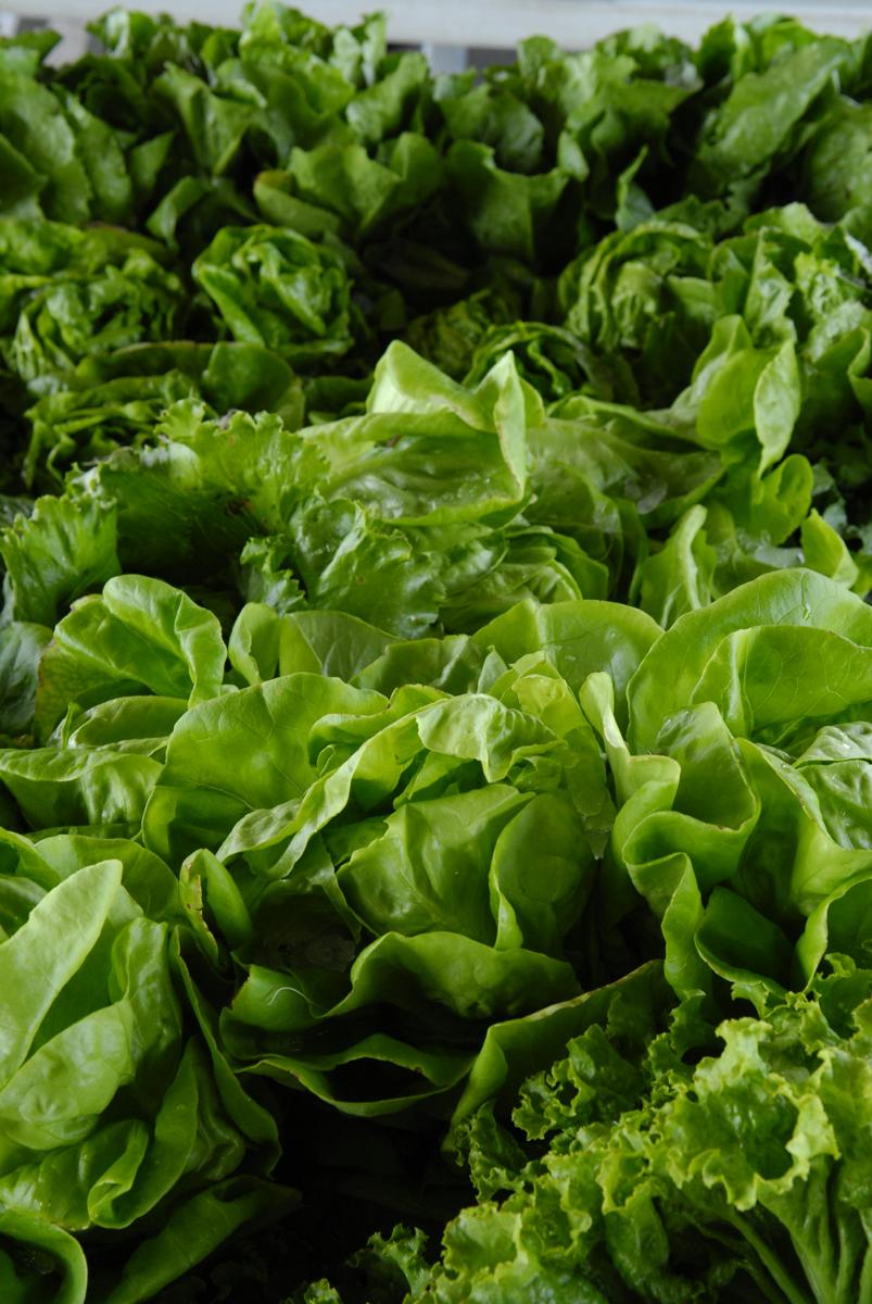 fresh produce-2bfd8d2839df42a2b20a4c314d723eb1.jpg fresh produce
